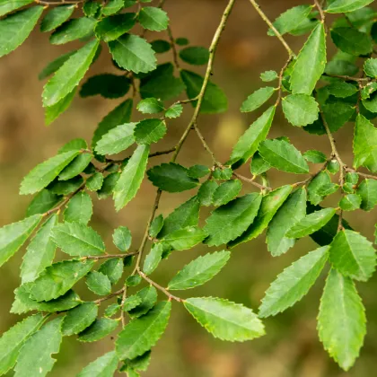 Jilm čínský - Ulmus parvifolia - prodej semen - 10 ks