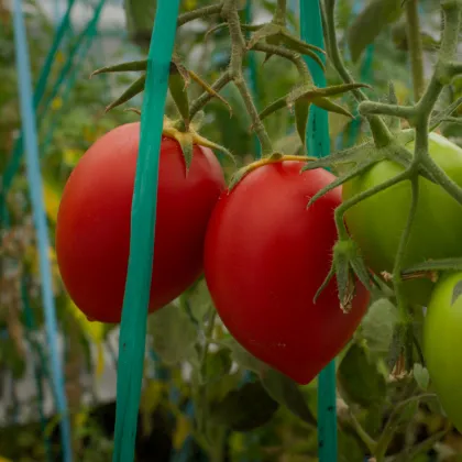 Rajče Big mama F1 - Solanum lycopersicum - prodej semen - 7 ks