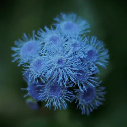 Nestařec Aloha modrý - Ageratum - prodej semen - 20 ks