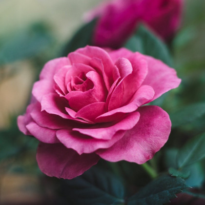 Růže velkokvětá pnoucí růžová - Rosa - prodej prostokořenných sazenic - 1 ks