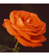 Růže velkokvětá pnoucí oranžová - Rosa - prodej prostokořenných sazenic - 1 ks