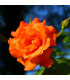 Růže velkokvětá oranžová - Rosa - prodej prostokořenných sazenic - 1 ks
