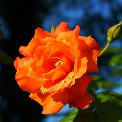 Růže velkokvětá oranžová - Rosa - prodej prostokořenných sazenic - 1 ks