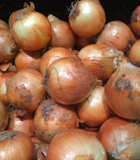 Cibule sazečka Sturon - Allium cepa - prodej cibulek - 500 g