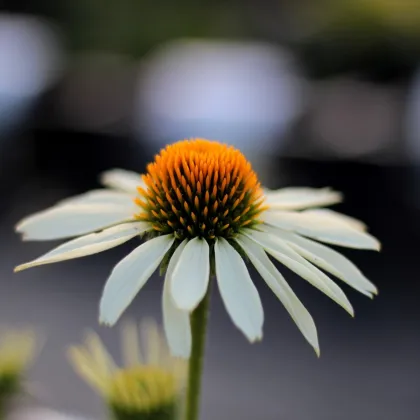 Třapatkovka White Swan - Echinacea purpurea - prodej prostokořenných sazenic - 1 ks