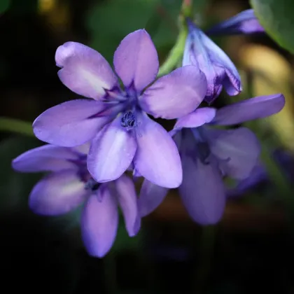 Babiana Kew Hybrids - Babiana stricta - prodej prostokořenných sazenic - 3 ks