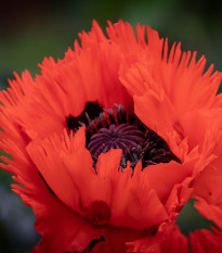 Mák východní Turkenlouis - Papaver orientale - prodej prostokořenných sazenic - 1 ks