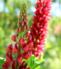 Lupina červená - Lupinus polyphyllus - prodej prostokořenných sazenic - 1 ks