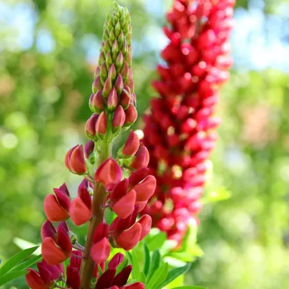 Lupina červená - Lupinus polyphyllus - prodej prostokořenných sazenic - 1 ks