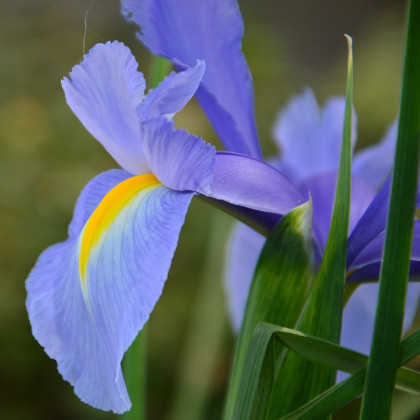 Kosatec Sapphire Beauty - Iris hollandica - prodej cibulovin - 3 ks