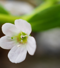 Bakopa Snowtopia - Bacopa sutera cordata - prodej semen - 7 ks