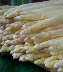 Chřest Thielim - Asparagus officinalis - prodej prostokořenných sazenic - 1 ks