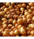 Cibule sazečka Všetana - Allium cepa - prodej cibulek - 250 g