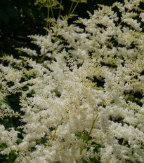 Čechrava japonská Deutschland - Astilbe japonica - prodej cibulovin - 1 ks