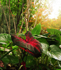 Kaládium Red Fresh - Caladium bicolor - prodej cibulovin - 1 ks