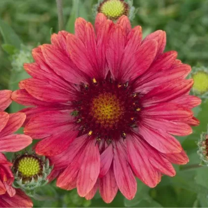 Kokarda Arizona Red Shades - Gaillardia aristata - prodej semen - 10 ks