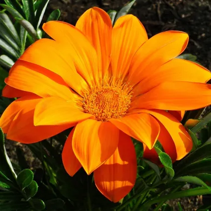 Gazánie Kiss Orange F1 - Gazania rigens - prodej semen - 12 ks