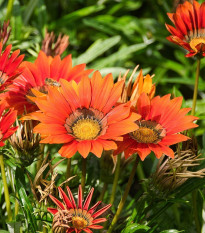 Gazánie Frosty Kiss Red F1 - Gazania rigens - prodej semen - 12 ks