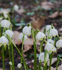 Bledule letní - Leucojum aestivum - prodej cibulovin - 2 ks