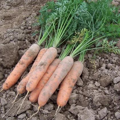 Mrkev raná Stupická - Daucus carota - prodej semen - 800 ks