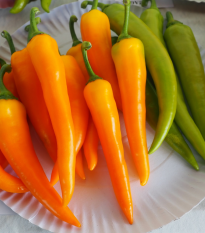 Paprika kozí/beraní roh Harvey - Capsicum annuum - prodej semen - 40 ks