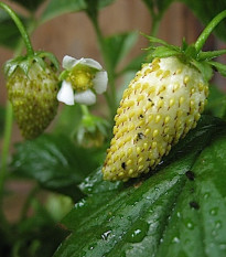 Jahodník měsíční Tubby White - Fragaria vesca - prodej semen jahodníku - 15 ks