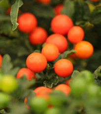 Lilek okrasný Jupiter - Solanum pseudocapsicum - prodej semen - 10 ks