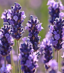 Levandule francouzská Bandera Purple - Lavandula stoechas - prodej semen - 20 ks