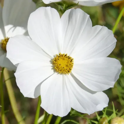 Krásenka Sonata bílá - Cosmos bipinnatus - prodej semen - 15 ks