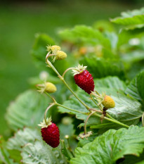 Jahodník měsíční Alexandria - Fragaria vesca - prodej semen jahodníku - 20 ks