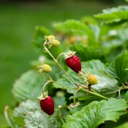 Jahodník měsíční Alexandria - Fragaria vesca - prodej semen jahodníku - 20 ks