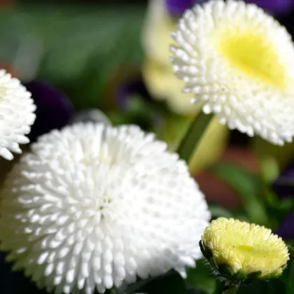 Sedmikráska chudobka Tasso bílá - Bellis perennis - prodej semen - 50 ks