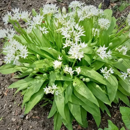 Česnek medvědí - Allium ursinum - prodej semen - 7 ks