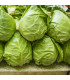 BIO Salát ledový Saladin - Lactuca sativa - prodej bio semen - 100 ks