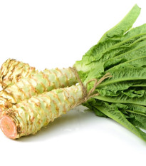 Salát chřestový Celtuce - Lactuca sativa - prodej semen - 300 ks