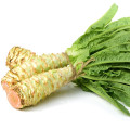 Salát chřestový Celtuce - Lactuca sativa - prodej semen - 300 ks