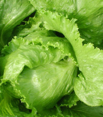 Salát Safír - Lactuca sativa - prodej semen - 400 ks