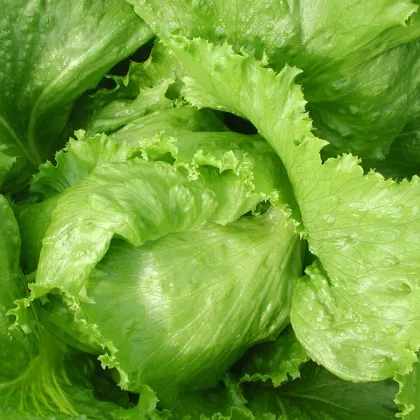 Salát Safír - Lactuca sativa - prodej semen - 400 ks