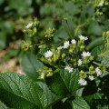 Stévie sladká - Stevia rebaudiana - prodej semen - 15 ks