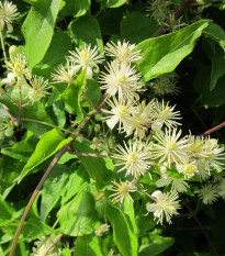 Plamének plotní - Clematis vitalba - prodej semen - 12 ks