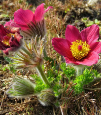 Koniklec obecný Rote Glocke - Pulsatilla vulgaris - prodej semen - 10 ks