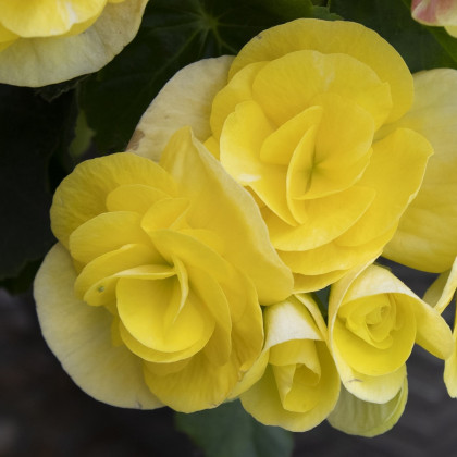 Begonie žlutá - Begonia pendula maxima - prodej cibulovin - 2 ks
