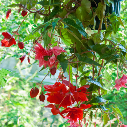 Begonie převislá cascade červené barvy- Begonia - převislé begónie - cibuloviny - 2 ks