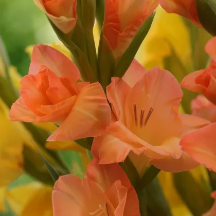 Gladiol Peter Pears - Gladiolus - prodej cibulovin - 3 ks