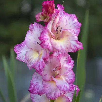 Gladiol My Love - Gladiolus - prodej cibulovin - 3 ks