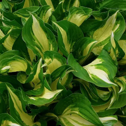 Hosta - Hosta Mediovariegata - prodej cibulovin - 1 ks