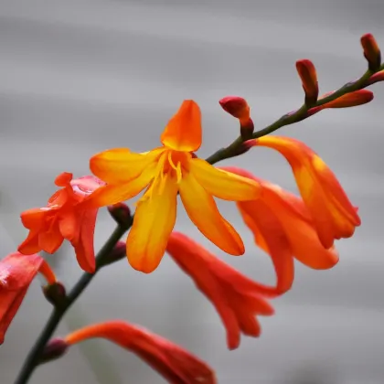 Montbrécie Meteor - Crocosmia - prodej cibulovin - 4 ks