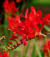 Montbrécie Červený král - Crocosmia - prodej cibulovin - 4 ks