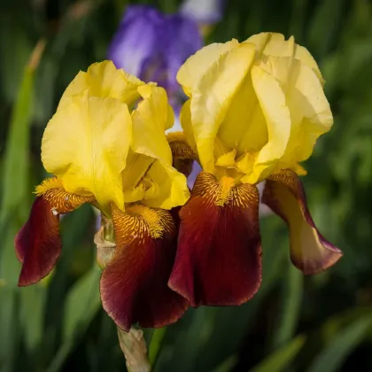 Kosatec německý Accent - Iris germanica - prodej hlíz - 1 ks