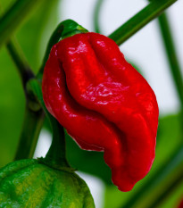 Chilli Naga Viper - Capsicum chinense - prodej semen - 6 ks